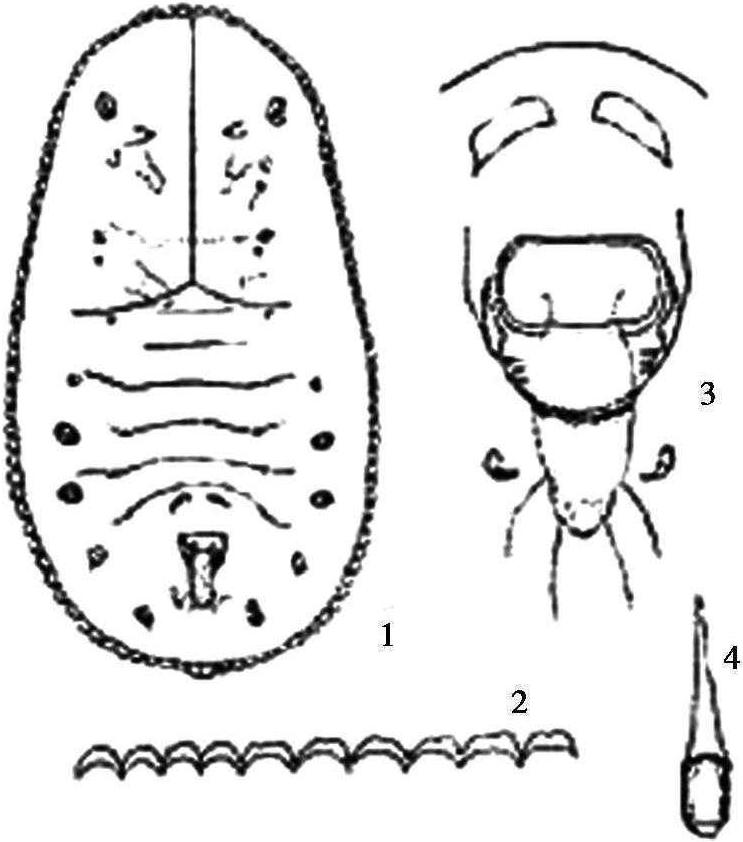 2.黃肉楠復(fù)孔粉虱